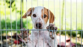 Dog behind a metal fence