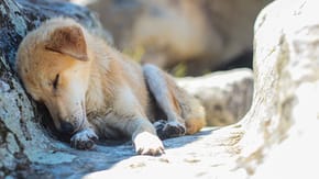 Sleeping stray dog