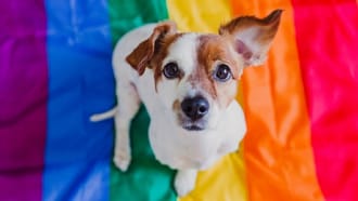 Jack Russell puppy sitting on a rainbow blanket