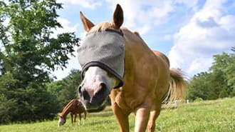 a picture of a horse wearing a fly mask