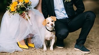 a thumbnail of a dog sitting between a bride and groom on their wedding day