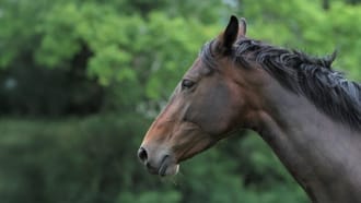 Photograph of a bay horse with their ears back