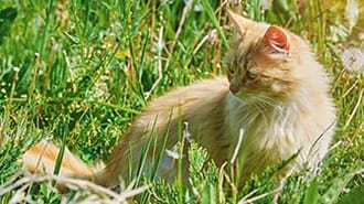 Photograph of a long-haired ginger cat sitting in a field of long grass