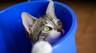 A young tabby cat playing inside an empty blue bin