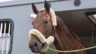 a picture of a horse's head looking out of a trailer