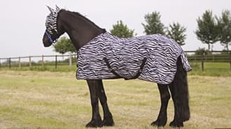 an image of a horse in a rug