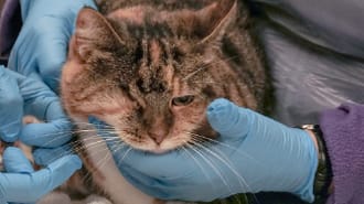a cat being cared for at New Start Cat Rescue, it is missing an eye and is in the arms of a volunteer