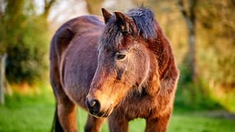 a picture of a horse in a field