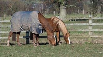 Two chestnut horses grazing in a field, one is wearing a rug.