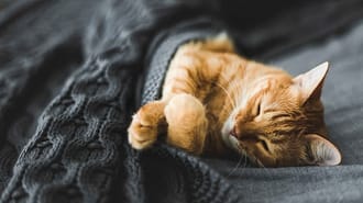 Cat curled up under a blanket