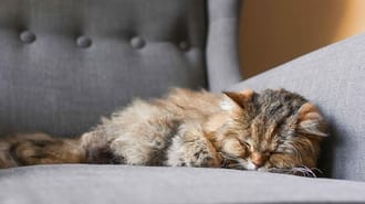 Picture of an older cat