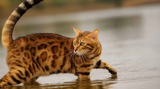 Bengal cat in water