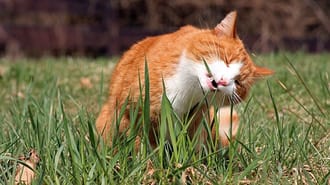Cat eating grass