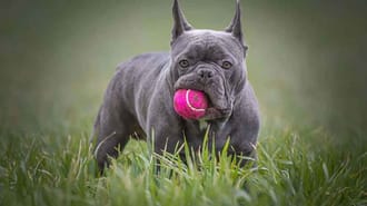 French bulldog