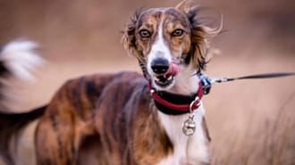 A sleek, windswept dog gazes towards the camera