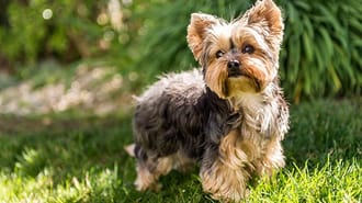 Yorkshire Terrier