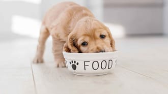 Puppy eating from a bowl