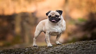 Pug dog