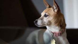 Jack Russell Terrier