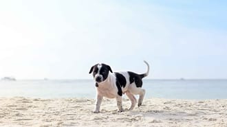Dog on a beach