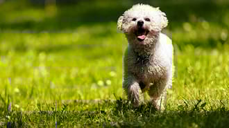 Bichon Frise dog