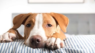 Brown and white dog curled up on a pillow