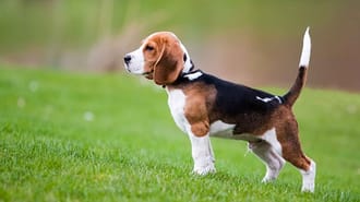 Beagle in a field