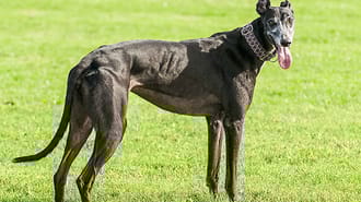 Greyhound