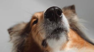 Close up of a dog's nose