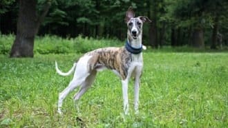Whippet standing on grass