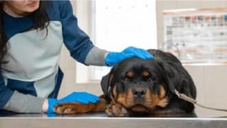 Rottweiler health problems