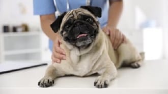 Pug health problems