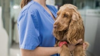 Cocker spaniel health problems