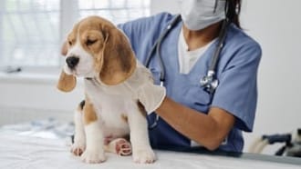 Beagle common health problems