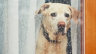 Dog looking out of a window