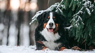 Dog sat out in the snow