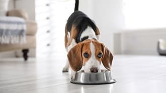 Dog drinking out of a dog bowl