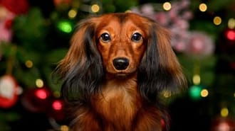 Dog sat in front of a Christmas tree