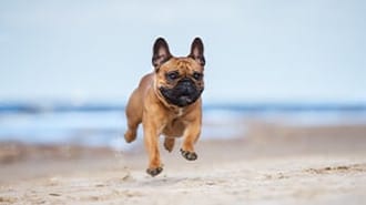 Dog running on the beach