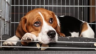 Dog sat in a crate