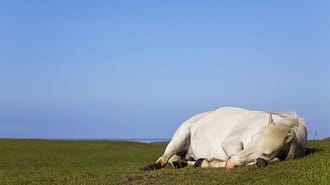 Horse laying down in a field