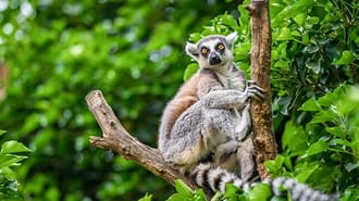 Image of a Lemur in a tree