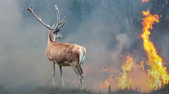 Image of a deer stood in a burning field
