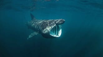 Basking Shark image