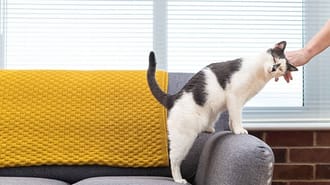 A person petting a cat