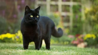 A picture of a black cat