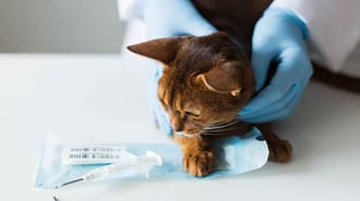 A cat getting microchipped