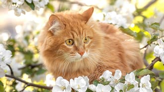 A cat surrounded by flowers
