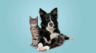 Cat and Dog