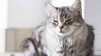Understanding eye conditions in cats 